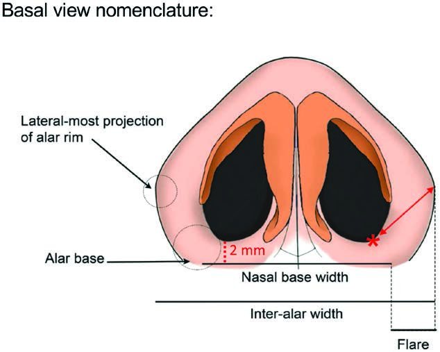 . Basal view nomenclature. The double-headed red arrow