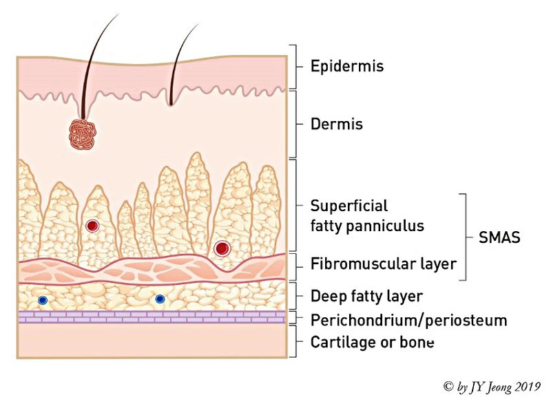 . Skin and soft tissue envelope, composition of the external nasal coverage (5 layers). SMAS, superficial musculo-aponeurotic system.