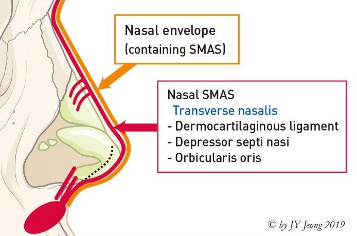 鼻のSMAS構造とSEGの力学的関係