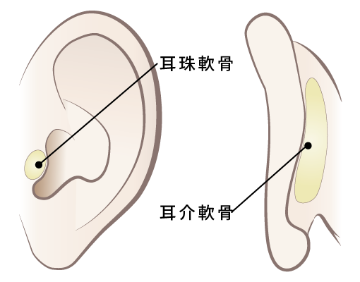 耳介軟骨移植 ゼティスビューティークリニック 鼻整形 鼻形成 美肌専門美容クリニック